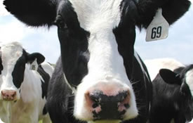 Dairy Cow Dairy Cow