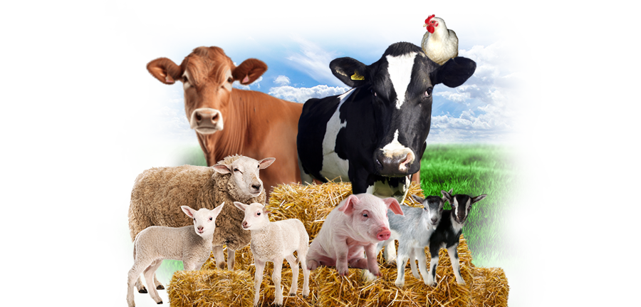 Collage of Farm Animals Collage of Farm Animals